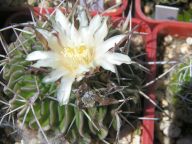 4583_Echinofossulocactus affphyllacanthus CH 22811-06-2017_15-48(3)